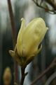 Magnolia brooklynensis Elizabeth Magnolia brooklińska